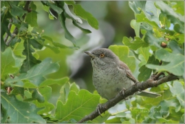 <p>PĚNICE VLAŠSKÁ (Sylvia nisoria) /Berred warbler - Sperbergerasmücke/</p>